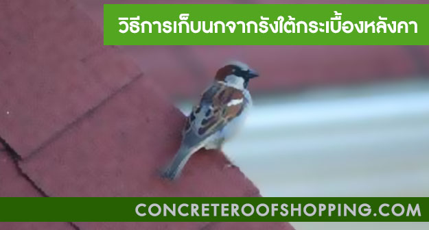 กระเบื้องหลังคาราคาถูก